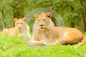 Lion Pair