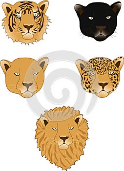 Lion, panther, leopard, tiger and lioness