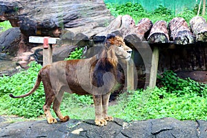 The lion Panthera leo