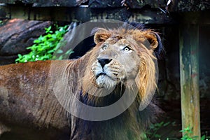 The lion Panthera leo