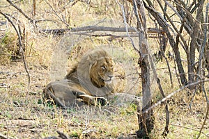 Lion (Panthera leo