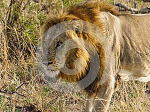 Lion (Panthera leo