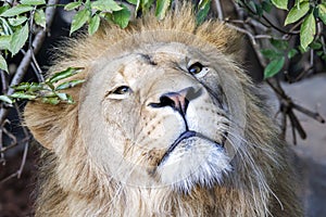 Lion (panthera leo)