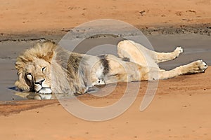 Lion (panthera leo)