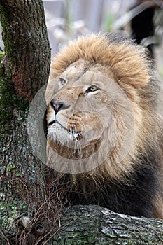 Lion (Panthera Leo)