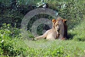 Lion