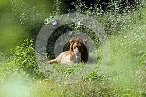 Lion (Panthera leo