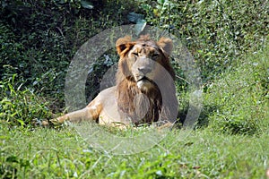 Lion (Panthera leo