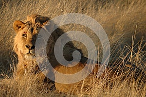 Lion (Panthera leo)