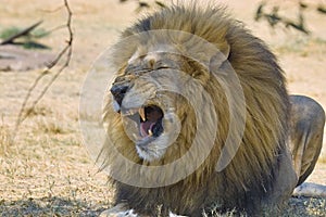 Lion (Panthera leo)