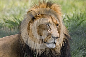 Lion (Panthera leo)