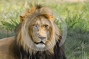 Lion (Panthera leo)