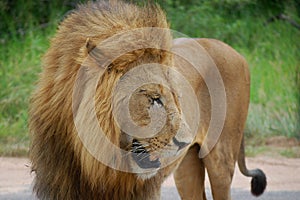 Lion (Panthera leo)