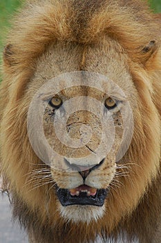 Lion (Panthera leo)