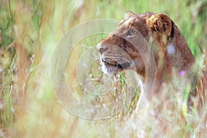 Lion (Panthera leo)