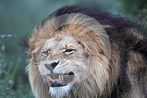 Lion (Panthera leo)