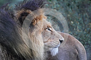 Lion (Panthera leo)