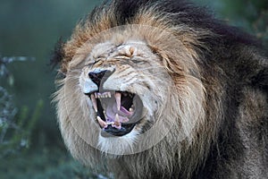 Lion (Panthera leo)