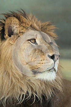Lion (Panthera leo).