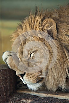 Lion (Panthera leo).