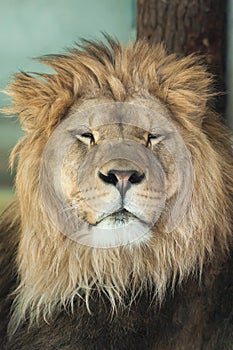 Lion (Panthera leo).