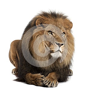 Lion, Panthera leo, 8 years old, lying