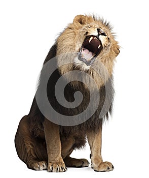 Lion, Panthera leo, 8 years old, roaring