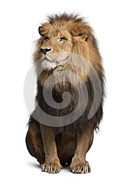 Lion, Panthera leo, 8 years old, sitting