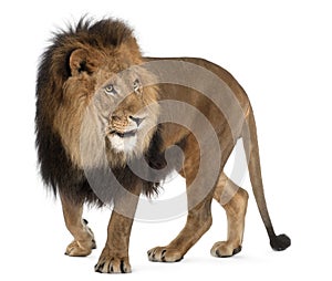 Lion, Panthera leo, 8 years old, standing