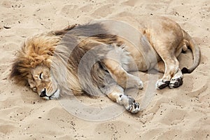 Lion Panthera leo.
