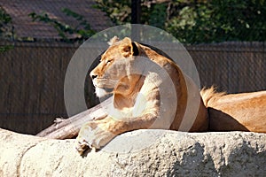 Lion