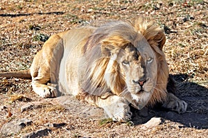 Lion (Panthera leo) in Africa
