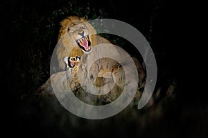 Lion, Panthera leo bleyenberghi, mating action scene in Kruger National Park, Africa. Animal behavior in the nature habitat, male