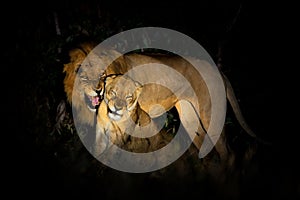 Lion, Panthera leo bleyenberghi, mating action scene in Kruger National Park, Africa. Animal behavior in the nature habitat, male