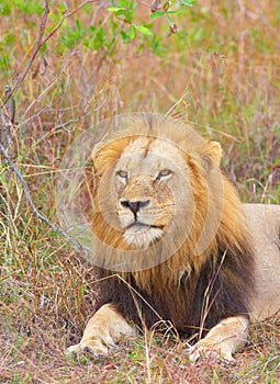 Lion (panthera leo) close-up