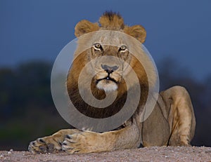 Lion (panthera leo) close-up