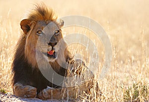 Lion (panthera leo) close-up