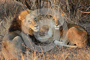 Lion (Panthera leo) couple