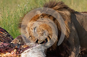 Lion (panthera leo) eating in savannah