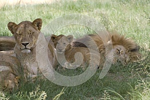 Lion (Panthera leo) family.