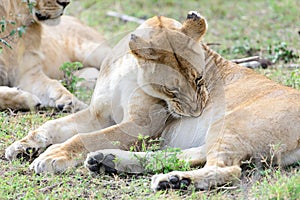 The lion Panthera leo, female.