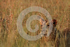 Lion Panthera leo female staying hidden in dry grass in south african safari