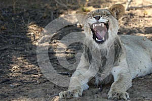 Lion Panthera leo in Kalahari desert with open mouth show teeth.