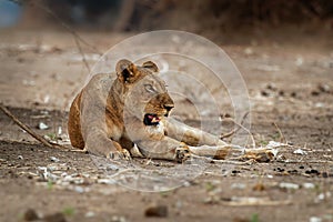 Lion - Panthera leo king of the animals. Lioness resting in the National Park Mana Pools in Zimbabwe after the succesfull hunting