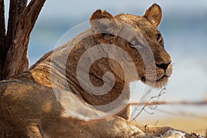 Lion - Panthera leo king of the animals. Lioness resting in the National Park Mana Pools in Zimbabwe after the succesfull hunting