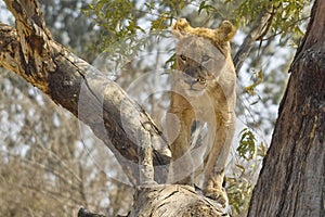 Lion (Panthera leo) , Kruger National Park.