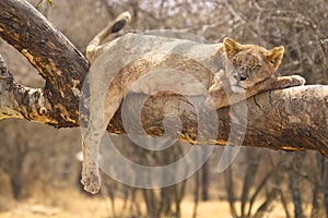 Lion (Panthera leo) , Kruger National Park.