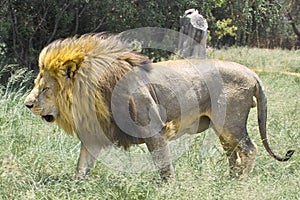 Lion (Panthera leo) in Kruger National Park