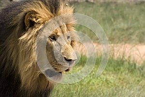 Lion (Panthera leo krugerii)