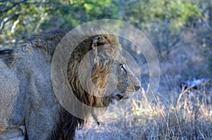Lion (Panthera leo krugerii)